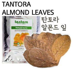 탄토라 알몬드 잎 18~30cm[대]