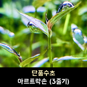 03 아르트락손 (3줄기)