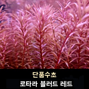 03 로타라 블러드 레드 (7줄기)