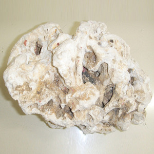 데드락 산호 [1kg]